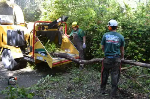 tree services Darlington